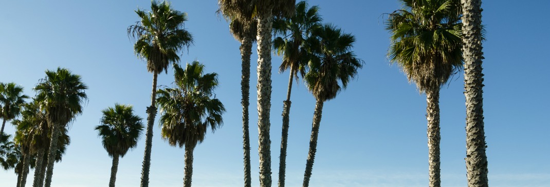 Palmen in Santa Monica.